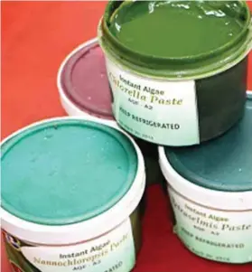  ??  ?? Microalgae paste can be an alternativ­e to live microalgae, which is hard to produce during the rainy season.