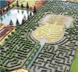  ?? DOLE PLANTATION ?? The Dole Plantation on O'ahu is home to the Pineapple Garden Maze, a two and a half mile path crafted from 14,000 Hawaiian plants. It was named the World’s Largest Maze in 2008 by the Guinness Book of World Records.