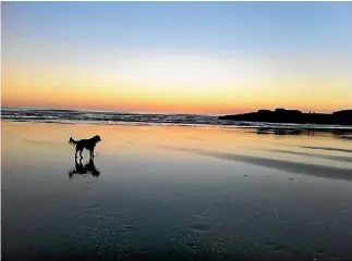  ??  ?? Toby the dog on Auckland’s Karekare beach at sunset.