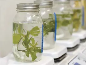  ??  ?? A cutting from a Friendly Isle strain of marijuana named “Molokai Frost” is sterilized in a jar next to other jars of cuttings in the Maui Grown Therapies lab July 10. After sterilizat­ion, the plant material was to be used to make micro clones.