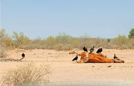  ??  ?? El ganadero
sabe que Faline no es la última vaca, de las que quedan, que morirá este año. No sabe cuántas faltan