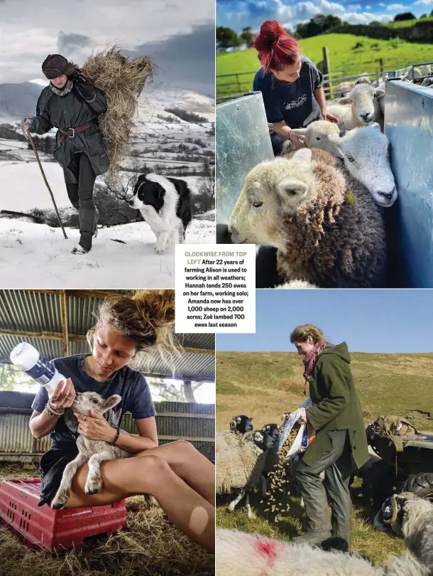  ??  ?? CLOCKWISE FROM TOP LEFT After 22 years of farming Alison is used to working in all weathers; Hannah tends 250 ewes on her farm, working solo; Amanda now has over 1,000 sheep on 2,000 acres; Zoë lambed 700 ewes last season