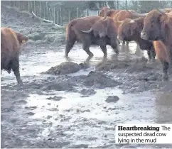  ??  ?? Heartbreak­ing The suspected dead cow lying in the mud