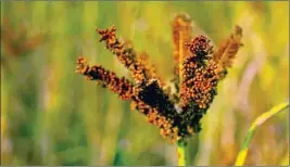  ??  ?? Millets like ragi are showing up on our food market shelves