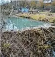  ?? Foto: wwi ?? Rund vier Meter hoch ist dieser Biberdamm im Reisbach in Ebermergen. Anwohner und Stadt Harburg fürchten, es könnte bei Hochwasser zu einer Flutwelle kommen.