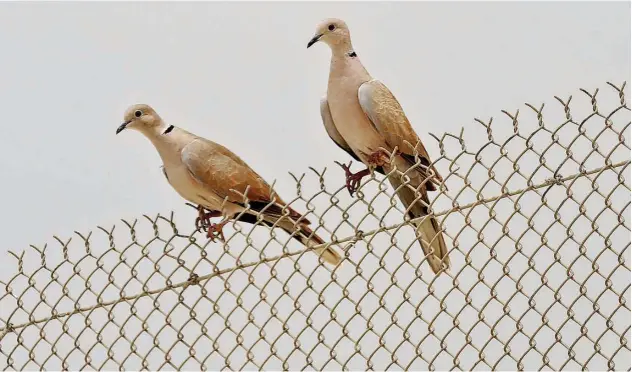  ?? Kamal Kassim / Gulf Today ?? ↑
There is no fence for birds anywhere in the world.