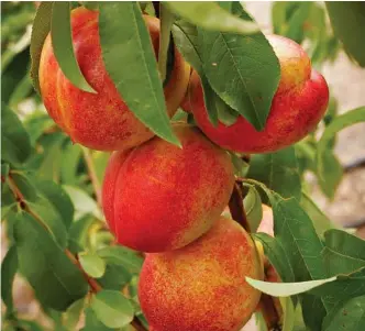  ?? PHOTO: ISTOCK ?? Nectarines are simply fuzz-less peaches – worth growing as they are some of the sweetest of the stonefruit clan.