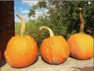  ??  ?? Herrington’s Farm in Washington County grew eight acres of pumpkins this year and is supplying a number of local farms that had bad crops because of wet spring and summer conditions.