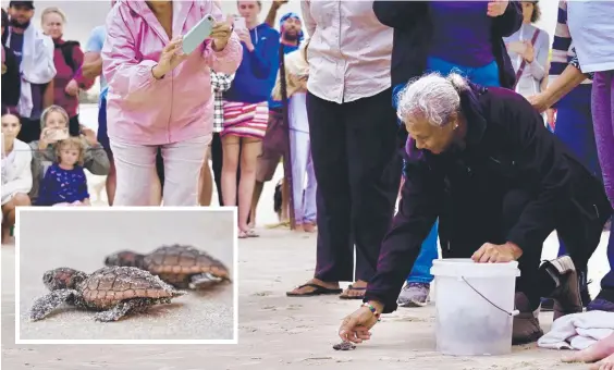  ??  ?? After a rescue from a rapidly cooling nest, 107 hatched endangered loggerhead turtles are released at the weekend at Fingal Beach, NSW.