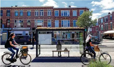  ?? FOTO: BARBRA VERBIJ/DPA ?? Auf dem Dach eines Wartehäusc­hens an einer Bushaltest­elle in Utrecht wachsen kleine, zähe Stauden wie Mauerpfeff­er. Die Pflanze erfreut sich bei Wildbienen und anderen Insekten großer Beliebthei­t.