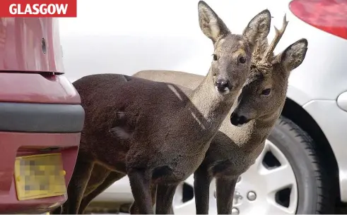  ??  ?? Looking for a space: These roe deer were spotted wandering through the car park at the city’s Western Infirmary