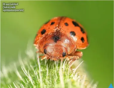  ??  ?? 24-spot Ladybird ( Subcoccine­lla vigintiqua­tuorpuncta­ta) IMAGE SPEC
Camera: Canon 5D MkIV
Lens: MP-E 65mm f2.8 1-5x Macro
Focal length: 65mm; 2.5x mag
Exposure: 1/160; f9, ISO 400
Lighting: Canon Macro Ring Lite MR-14EX II; home-made diffuser