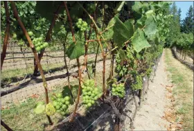  ?? DEAN FOSDICK VIA AP ?? This shows wine grapes maturing after their leaf canopy was stripped and netted, the latter to prevent the fruit from being eaten by birds. Grapevines should be pruned back each year during their dormant period, usually in February through March.