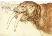  ?? FOTO: BRITISH MUSEUM ?? „Kopf eines Walrosses“von 1521 zeugt von Dürers Beobachtun­gsgabe und Meistersch­aft in der Zeichenkun­st.