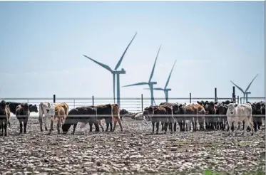  ?? ?? ESG fight: Windmills rise behind cattle standing in a feed lot in rosston, Texas. State comptrolle­r Hegar has published a list of entities that he determined engage in a ‘boycott’ of fossil fuels under republican legislatio­n passed in 2021. — ap