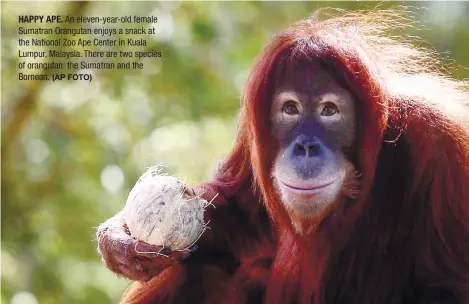  ?? (AP FOTO) ?? HAPPY APE. An eleven-year-old female Sumatran Orangutan enjoys a snack at the National Zoo Ape Center in Kuala Lumpur, Malaysia. There are two species of orangutan: the Sumatran and the Bornean.