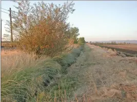  ?? ALLI PERMANN — COURTESY ?? Hedgerows along farm field edges are one of the carbon farm practices highlighte­d in the two-part Carbon Farm Planning series. Hedgerows of California native plants are living fences and conservati­on buffers that sequester carbon while improving soil health, providing erosion control, and providing habitat for beneficial insects and pollinator­s.