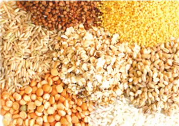  ??  ?? Promotion of better small grain varieties is one ideal option for food security under the circumstan­ces