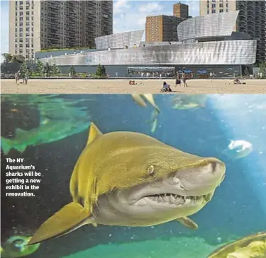  ??  ?? The NY Aquarium’s sharks will be getting a new exhibit in the renovation.