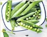  ??  ?? Off the menu: hard times lie ahead for pea lovers this summer