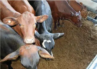  ?? PHOTO: SUSANNA FREYMARK ?? NEW YEAR: The first sales of 2018 offered smaller yardings, but quality cattle.