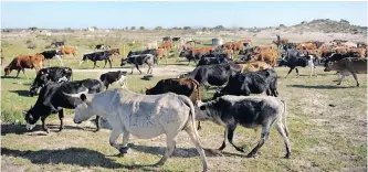  ??  ?? Cattle graze on a Western Cape farm. Black livestock owners who spoke to The Mercury this week reflected on the hardships encountere­d while entering the highly competitiv­e red meat industry. | Ayanda Ndamane African News Agency (ANA)