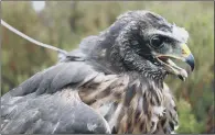  ??  ?? SUSPICIOUS: Calluna, a satellite-tagged hen harrier who appears to have been lost when transmissi­ons from her tag ended abruptly.