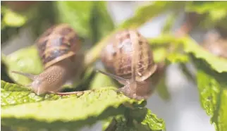  ?? KATELYN KNAPP/PECONIC ESCARGOT ?? Snails eat mint at Peconic Escargot, the nation’s only USDA-certified snail farm.