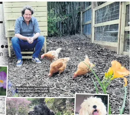  ??  ?? Ruling the roost: Diarmuid and the new additions to his garden