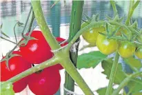  ?? 123RF STOCK PHOTO ?? Nearly 90 per cent of home food gardeners grow tomatoes, according to the AAL study — making it the most popular crop by far.