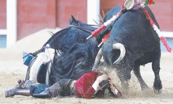  ??  ?? French rejoneador­a (female bullfighte­r who rides on horseback) Lea Vicens protects her head after being hurled into the air by a bull during the San Isidro Feria at Las Ventas bullring in Madrid at the weekend. Vicens escaped injury and later posed...