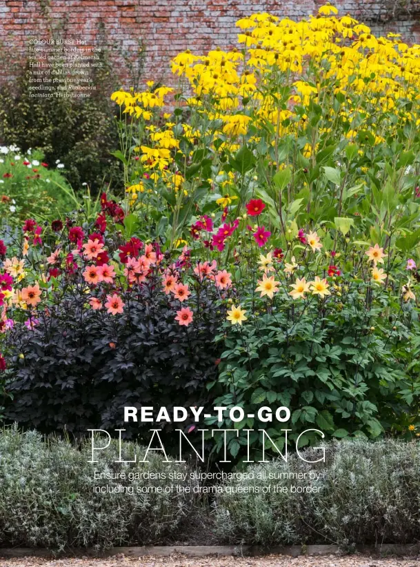  ??  ?? COLOUR BURST Hot late-summer borders in the walled garden at Kelmarsh Hall have been planted with a mix of dahlias grown from the previous year’s seedlings, and‘Herbstsonn­e’