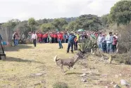  ??  ?? El pasado 7 de diciembre, 20 venados de cola blanca fueron liberados, para repoblar la montaña.