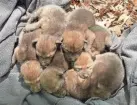  ?? PHOTOS PROVIDED BY U.S. FISH AND WILDLIFE SERVICE ?? Six red wolf pups in a den in the Alligator River National Wildlife Refuge, where researcher­s say rising tides take an increasing toll on its coastal wetland forests.