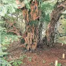  ??  ?? The Fortingall Yew in Glen Lyon, near Aberfeldy.