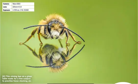  ?? ?? [4] This mining bee on a glass table made for a fine subject to practise focus stacking on.