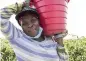  ?? CODY JACKSON AP ?? A farmworker holds tomatoes in Delray Beach.