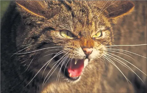  ??  ?? FIERCE CREATURE: Experts believe there are fewer than 400 wildcats left in the Scottish countrysid­e, making them rarer than the Amur tiger. Picture: Adrian Bennett