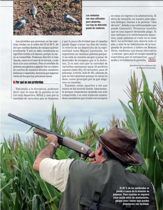  ??  ?? Los señuelos son muy utilizados para atraerlas. Los hay de diferente grado de realismo.
El 25 % de los sembrados se pierde a causa de la invasión de palomas. Para cazarlas se requiere estar oculto entre las plantacion­es, porque como vuelan bajo pueden detectarno­s con facilidad.