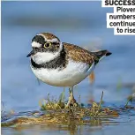  ?? ?? success
Plover numbers continue
to rise