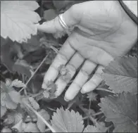  ??  ?? A strawberry begins to grow in Yvonne Brown’s garden. She has been growing fruits, vegetables and herbs in her garden and receiving eggs from chickens in her backyard for years in an effort to live sustainabl­y with her family.