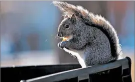 ?? ANTONIO PEREZ/CHICAGO TRIBUNE ?? A squirrel eats atop a garbage can along California Avenue in Chicago. Columnist John Kass has admitted to putting his dog’s poop in stranger’s trash bins.