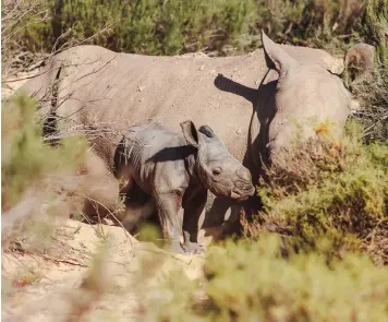  ?? AQUILA ?? THE Aquila Private Game Reserve and Spa, just under two hours’ drive from Cape Town, announced the birth of a baby rhino – exactly one year after the surprise birth of two rhinos. On 27 November 2018, the 24-hour rhino surveillan­ce team of the anti-poaching unit witnessed the birth of the little boy. They discovered the feisty male play fighting and charging his mother within hours of his birth. |
