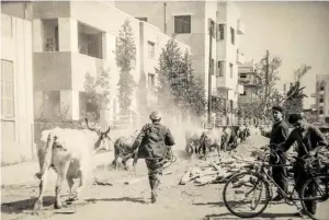  ?? BILD: SN/JÜDISCHES MUSEUM WIEN/ZE’EV ALEKSANDRO­WICZ ?? Die ersten Häuser von Tel Aviv im Stil der Bauhaus-Architekte­n trafen auf ein reges „ländliches“Leben.