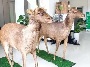  ?? ENVIRONMEN­T MINISTRTY ?? The Ministry of Environmen­t has immortalis­ed two sambar deer that were hunted and killed in Preah Vihear province last year.
