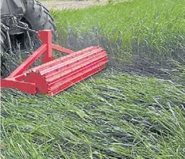  ??  ?? El momento. La antesis es la etapa adecuada para hacer el rolado del cultivo.