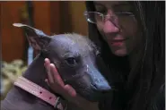  ?? MARCO UGARTE — THE ASSOCIATED PRESS ?? Itzayani Gutierrez caresses her Xoloitzcui­ntle breed dog named Pilon, during a press conference about the Xoloitzcui­ntle in art, Jan. 25in Mexico City.