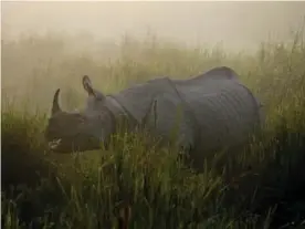  ?? AP ?? En 1960, unos 100.000 rinoceront­es negros vivían en África. En el 2016 había menos de 28.000 ejemplares de todas las especies.