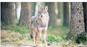  ?? FOTO: ?? Es gibt Hunderasse­n, die sehen einem Wolf wie diesem hier verwechsel­nd ähnlich. BERND THISSEN/DPA