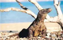  ?? BRYAN FRY VIA AP ?? A Komodo dragon at Komodo National Park in Indonesia. Constructi­on for tourism at the park has raised concerns from United Nations officials.